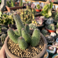 Rare Huernia pillansii Succulent Plant - Star-Shaped Flowers Unique Texture 2-3" Pot