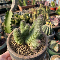 Rare Huernia pillansii Succulent Plant - Star-Shaped Flowers Unique Texture 2-3" Pot