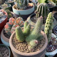 Rare Huernia pillansii Succulent Plant - Star-Shaped Flowers Unique Texture 2-3" Pot