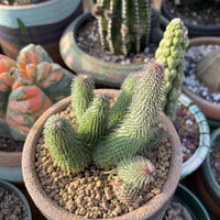 Rare Huernia pillansii Succulent Plant - Star-Shaped Flowers Unique Texture 2-3" Pot