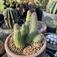 Rare Huernia pillansii Succulent Plant - Star-Shaped Flowers Unique Texture 2-3" Pot