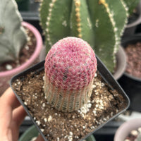 Rare Rainbow Cactus Echinocereus Rigidissimus Starter Plant - Vibrant and Unique