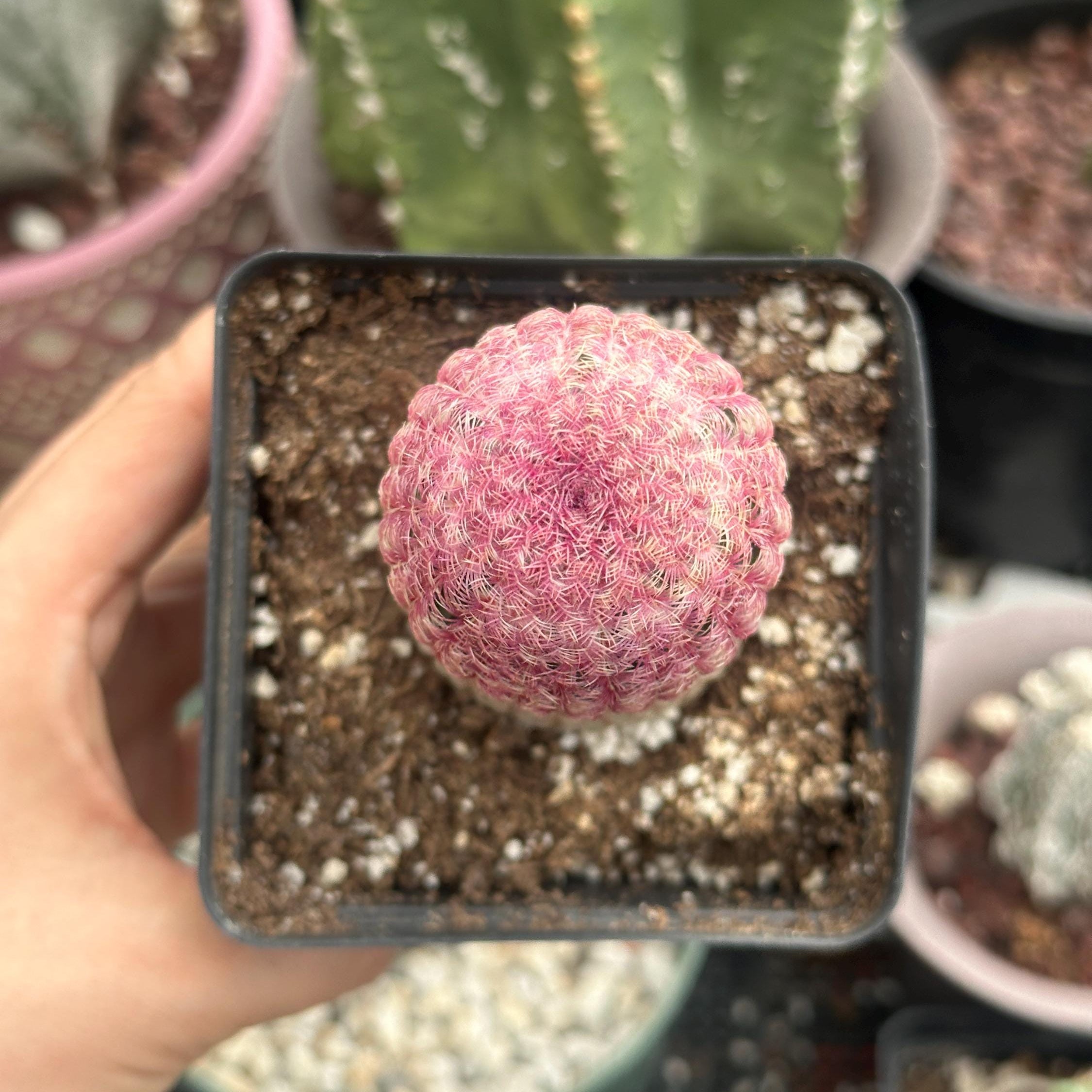 Rare Rainbow Cactus Echinocereus Rigidissimus Starter Plant - Vibrant  1am  Succulents