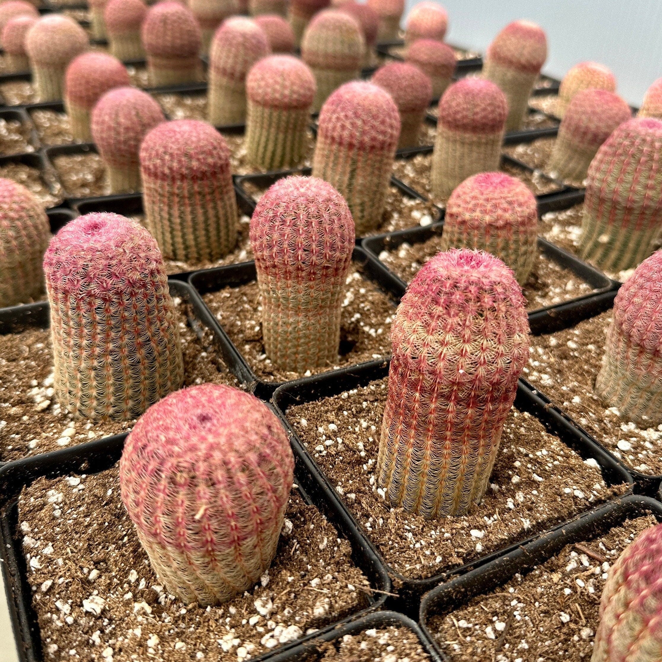 Rare Rainbow Cactus Echinocereus Rigidissimus Starter Plant