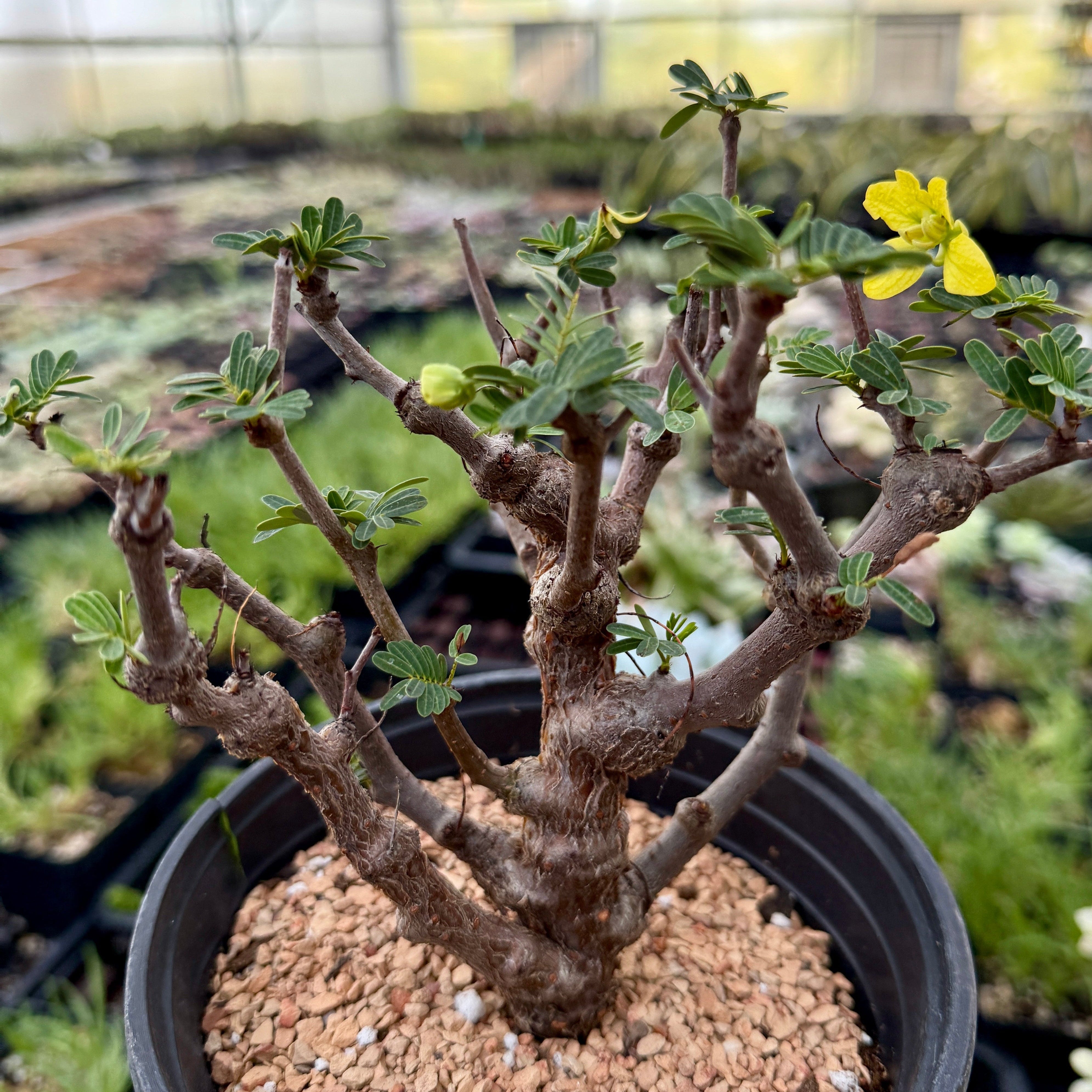 tree with succulent leaves Rare Senna Meridionalis, Bonsai Succulent Tree, Old Stem – 1am Succulents