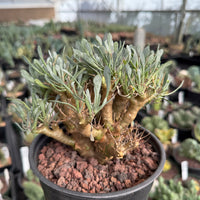 Rare Succulent, Othonna Euphorbioides