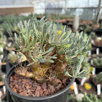 Rare Succulent, Othonna Euphorbioides