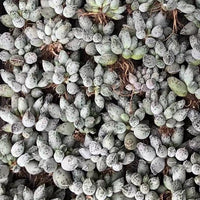 Rare Succulents - Adromischus Cooperi Var. Small Cluster (3”)
