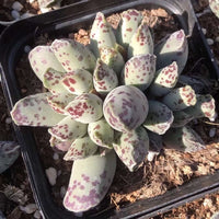 Rare Succulents - Adromischus Cooperi Var. Small Cluster (3”)