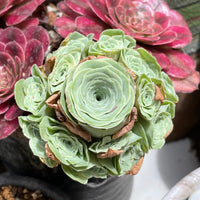 Rare Succulents - Aeonium Greenovia Moonlight Cluster