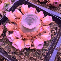 Rare Succulents, Aeonium Greenovia Starry Cluster, Live Plant, Pink in Summer