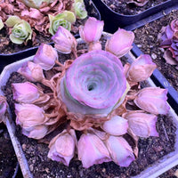 Rare Succulents, Aeonium Greenovia Starry Cluster, Live Plant, Pink in Summer