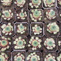 Rare Succulents, Aeonium Greenovia Starry Cluster, Live Plant, Pink in Summer