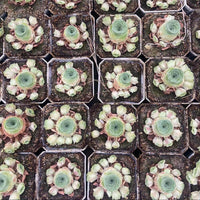 Rare Succulents, Aeonium Greenovia Starry Cluster, Live Plant, Pink in Summer