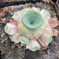 Rare Succulents, Aeonium Greenovia Starry Cluster, Live Plant, Pink in Summer