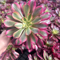 Rare Succulents - Aeonium Medusa Cluster (6" pot)