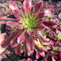 Rare Succulents - Aeonium Medusa Cluster (6" pot)