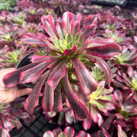 Rare Succulents - Aeonium Medusa Cluster (6" pot)