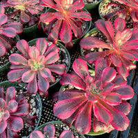 Rare Succulents - Aeonium Medusa Single Stem (6” pot)