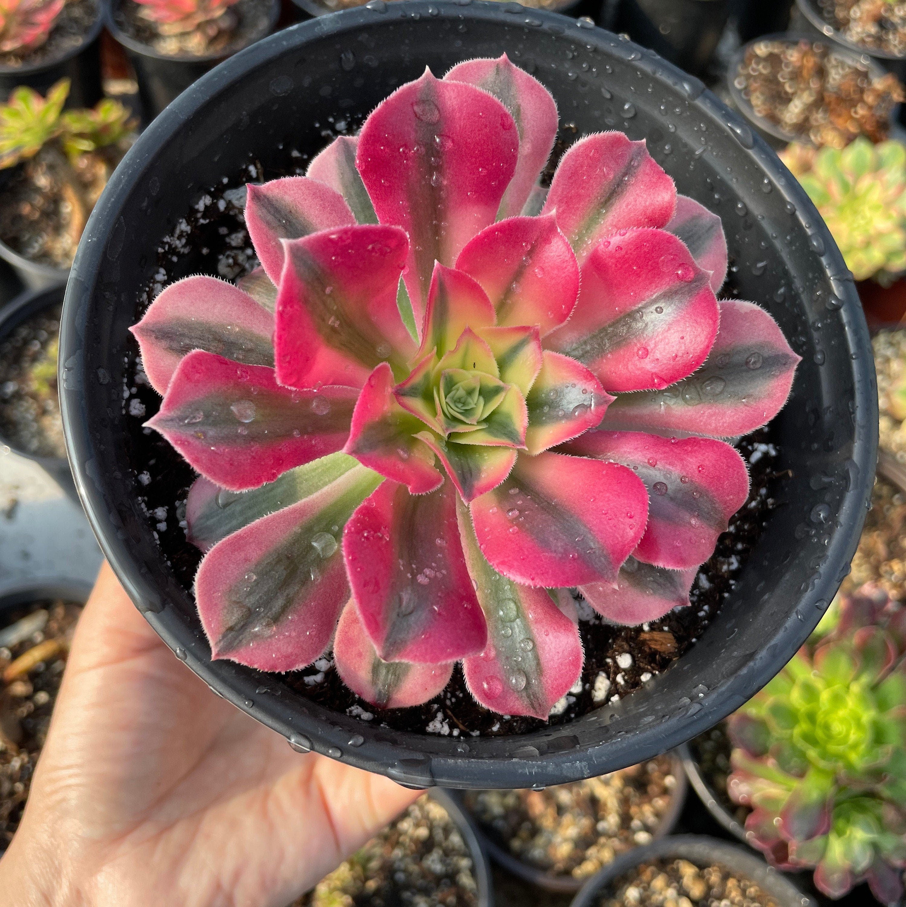 exotic succulents for sale near me Rare Succulents