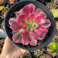 Rare Succulents - Aeonium Pink Witch Single Cutting