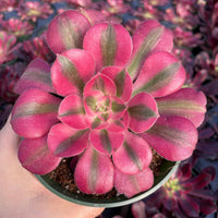 Rare Succulents - Aeonium Pink Witch Single Cutting