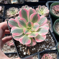 Rare Succulents - Aeonium Pink Witch Single Cutting