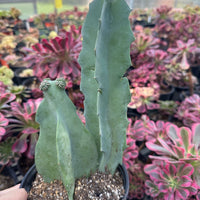 Rare Succulents - Caralluma Acutangula (8”-10”)