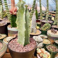 Rare Succulents - Caralluma Acutangula (8”-10”)