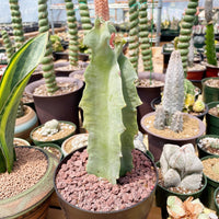 Rare Succulents - Caralluma Acutangula (8”-10”)