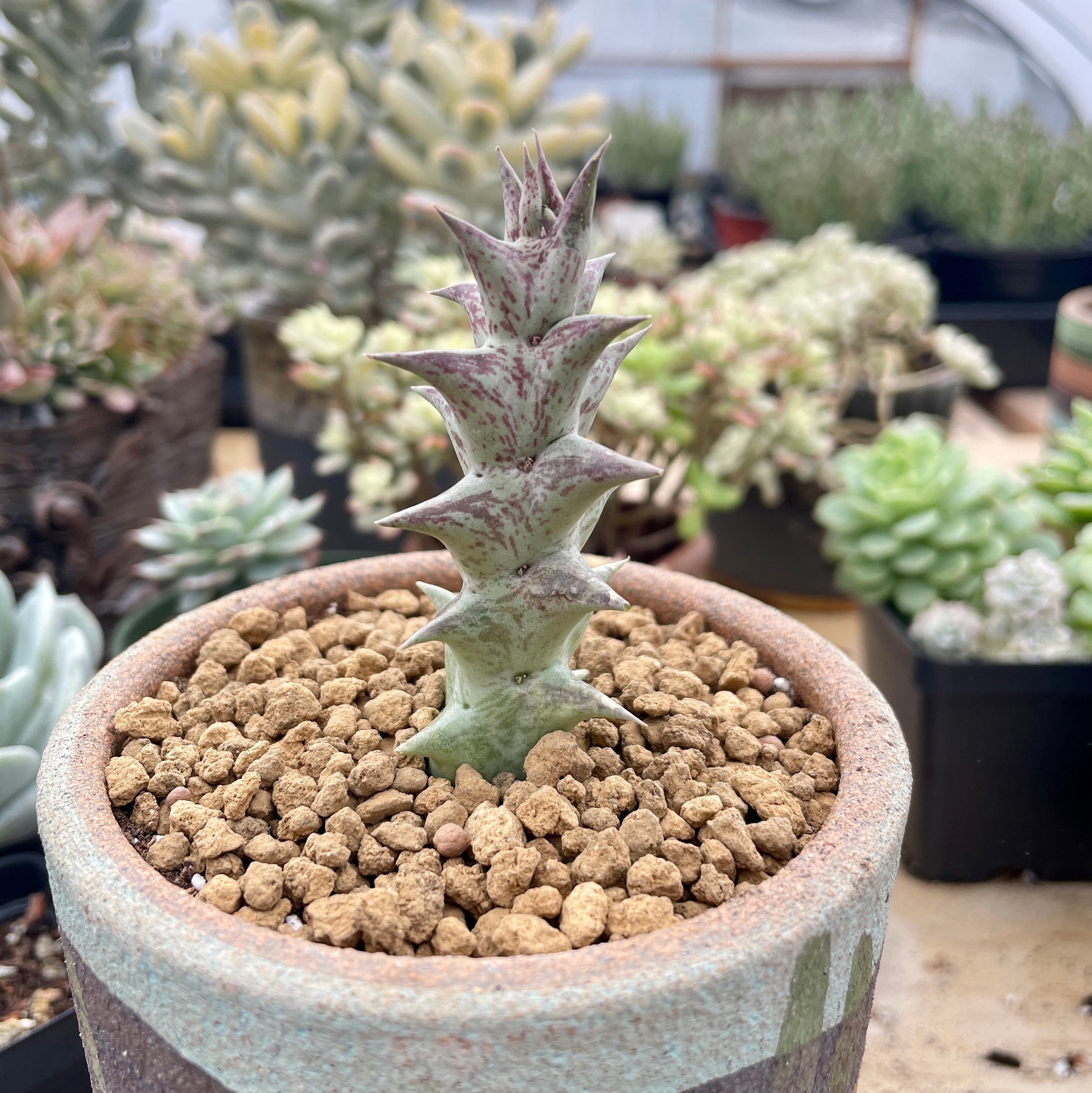 Rare Succulents