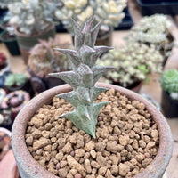 Rare Succulents - Caralluma Hesperidum Cutting (All cuttings require a minimum purchase of 2 plants)