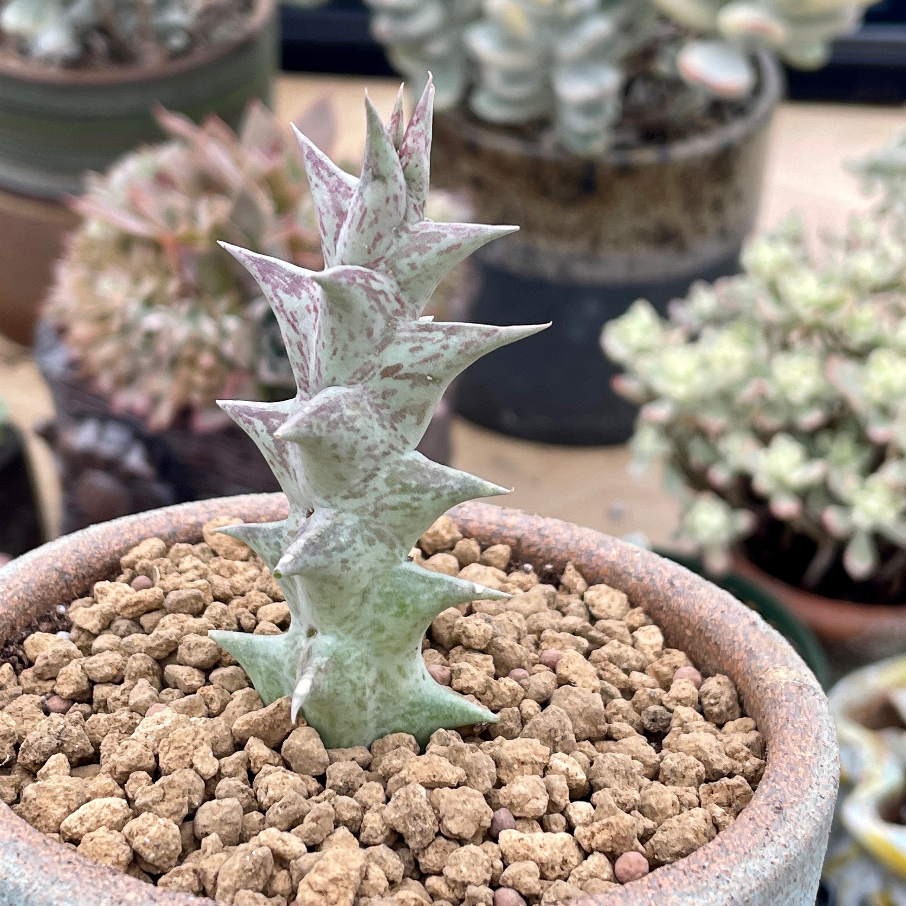rare succulent cuttings Rare Succulents