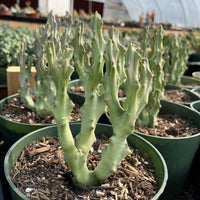 Rare Succulents - Caralluma Socotrana