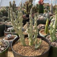 Rare Succulents - Caralluma Socotrana