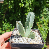 Rare Succulents - Caralluma Speciosa 8”