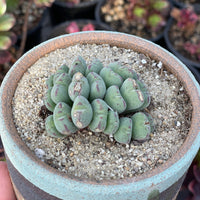 Rare Succulents - Conophytum Bilobum Cluster (15-20 heads)