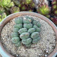 Rare Succulents - Conophytum Bilobum Cluster (15-20 heads)