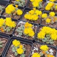 Rare Succulents - Conophytum Bilobum Cluster (15-20 heads)