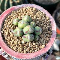 Rare Succulents - Conophytum Bilobum Cluster (15-20 heads)