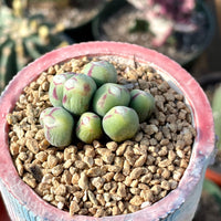 Rare Succulents - Conophytum Bilobum Cluster (15-20 heads)