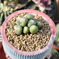 Rare Succulents - Conophytum Bilobum Cluster (15-20 heads)