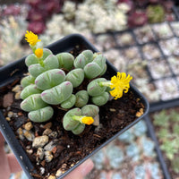 Rare Succulents - Conophytum Bilobum Cluster (15-20 heads)