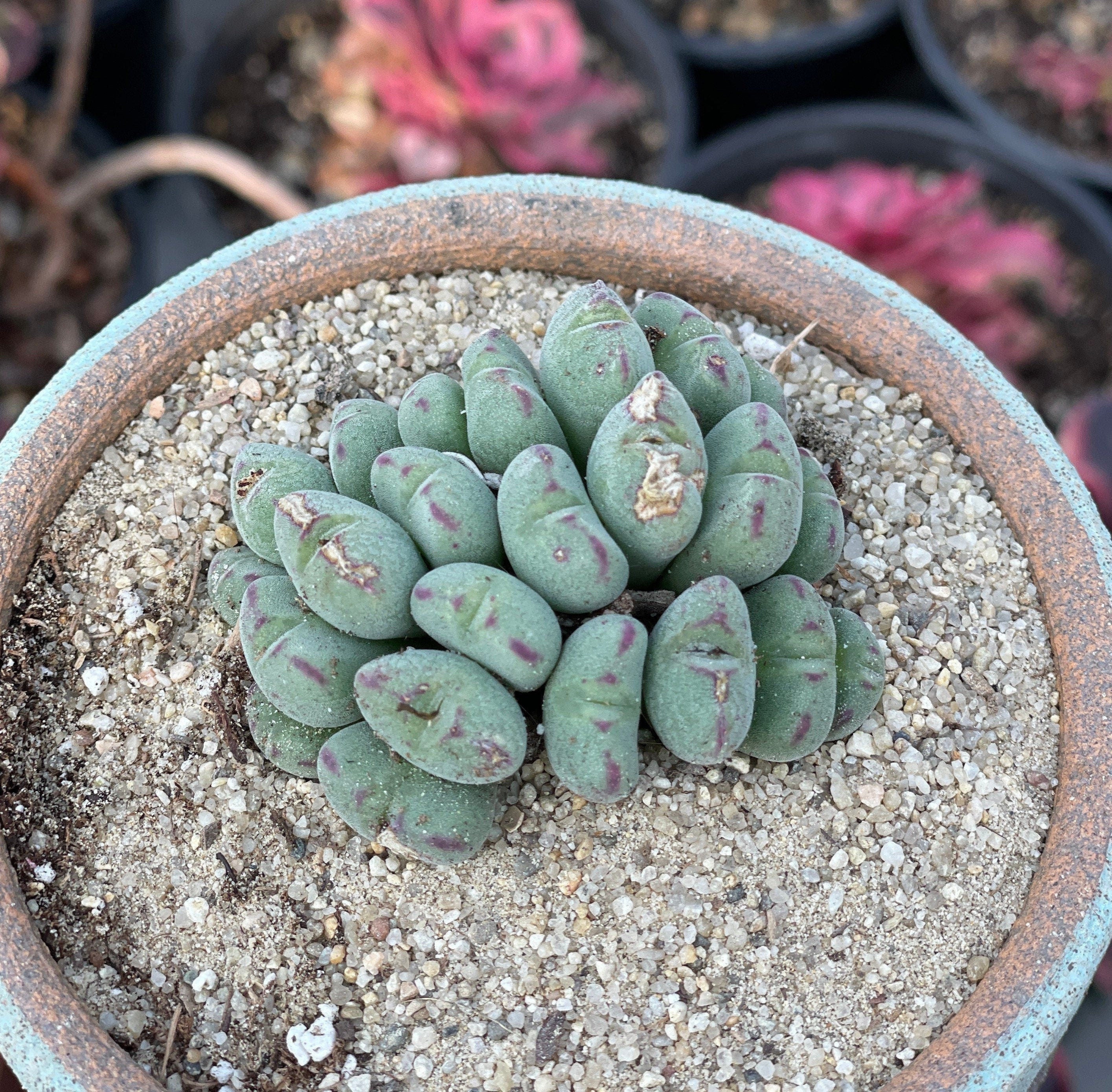 conophytum pageae succulent Rare Succulents