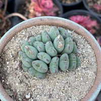 Rare Succulents - Conophytum Bilobum Cluster (15-20 heads)