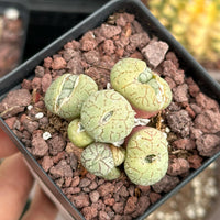 Rare Succulents - Conophytum Ficiforme Small Cluster (2.5” pot)