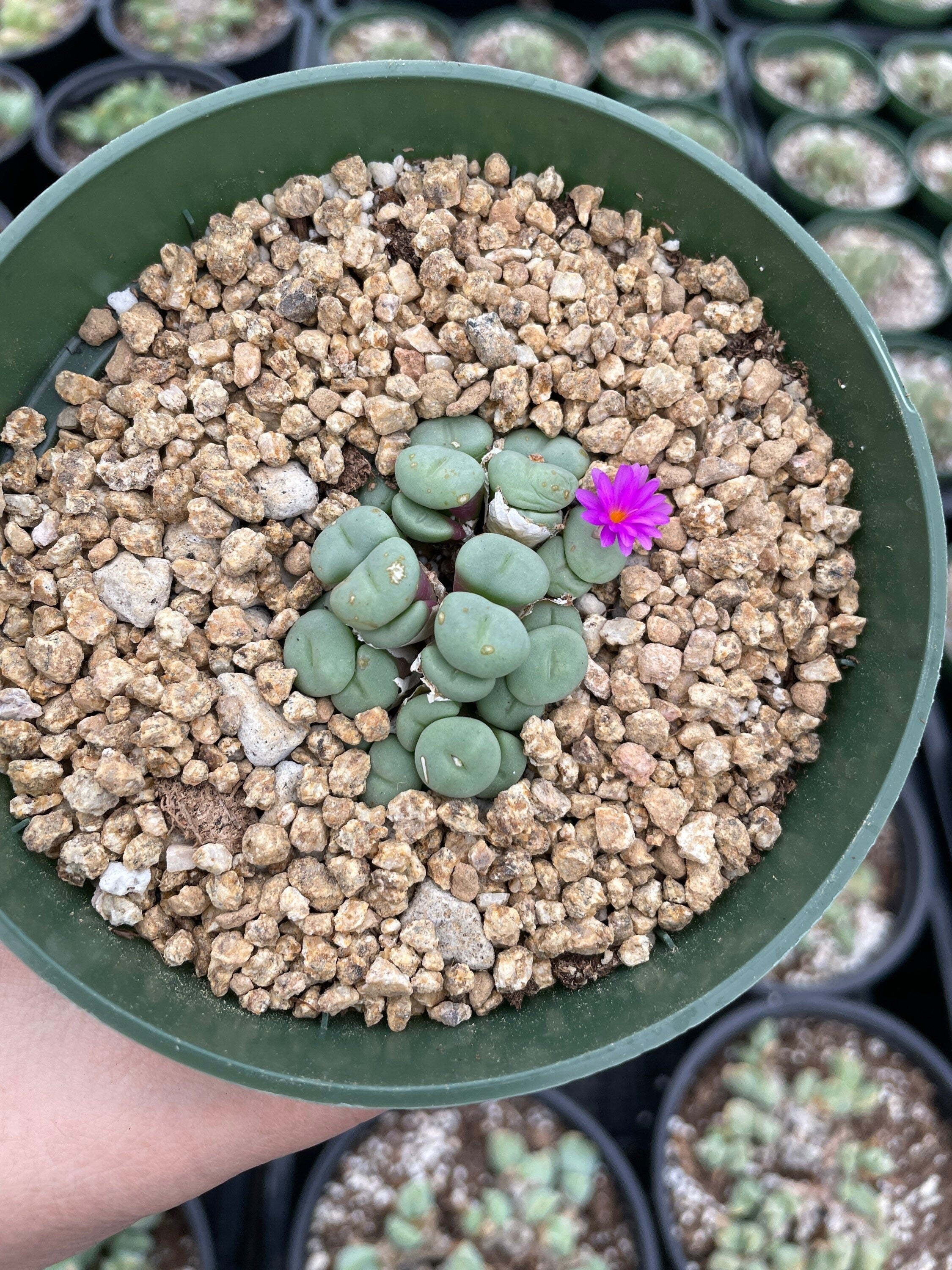 conophytum succulent Rare Succulents