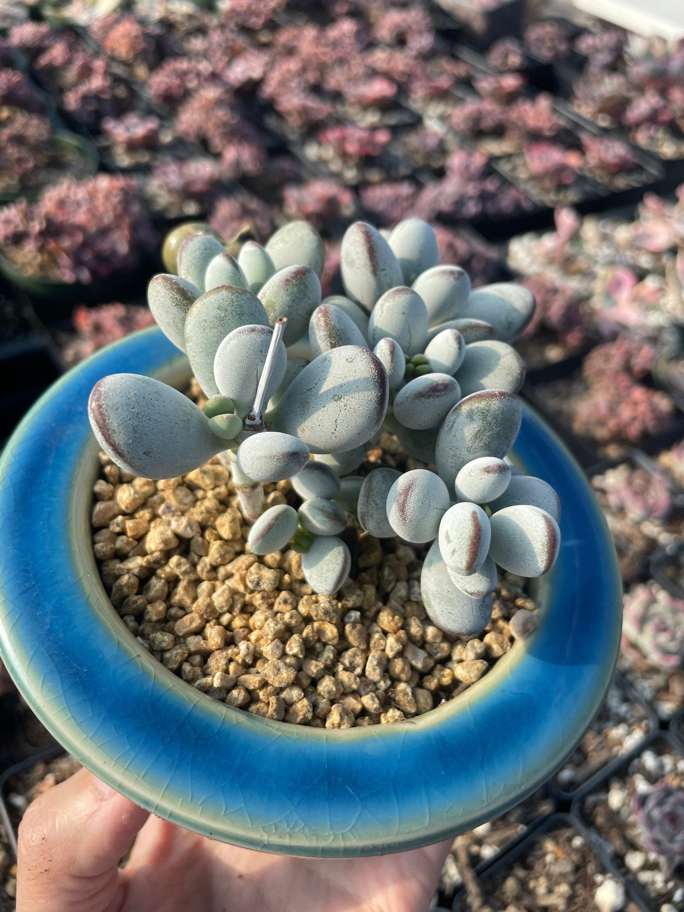 cotyledon macrantha succulent Cotyledon Orbiculata cv. 1 Plant
