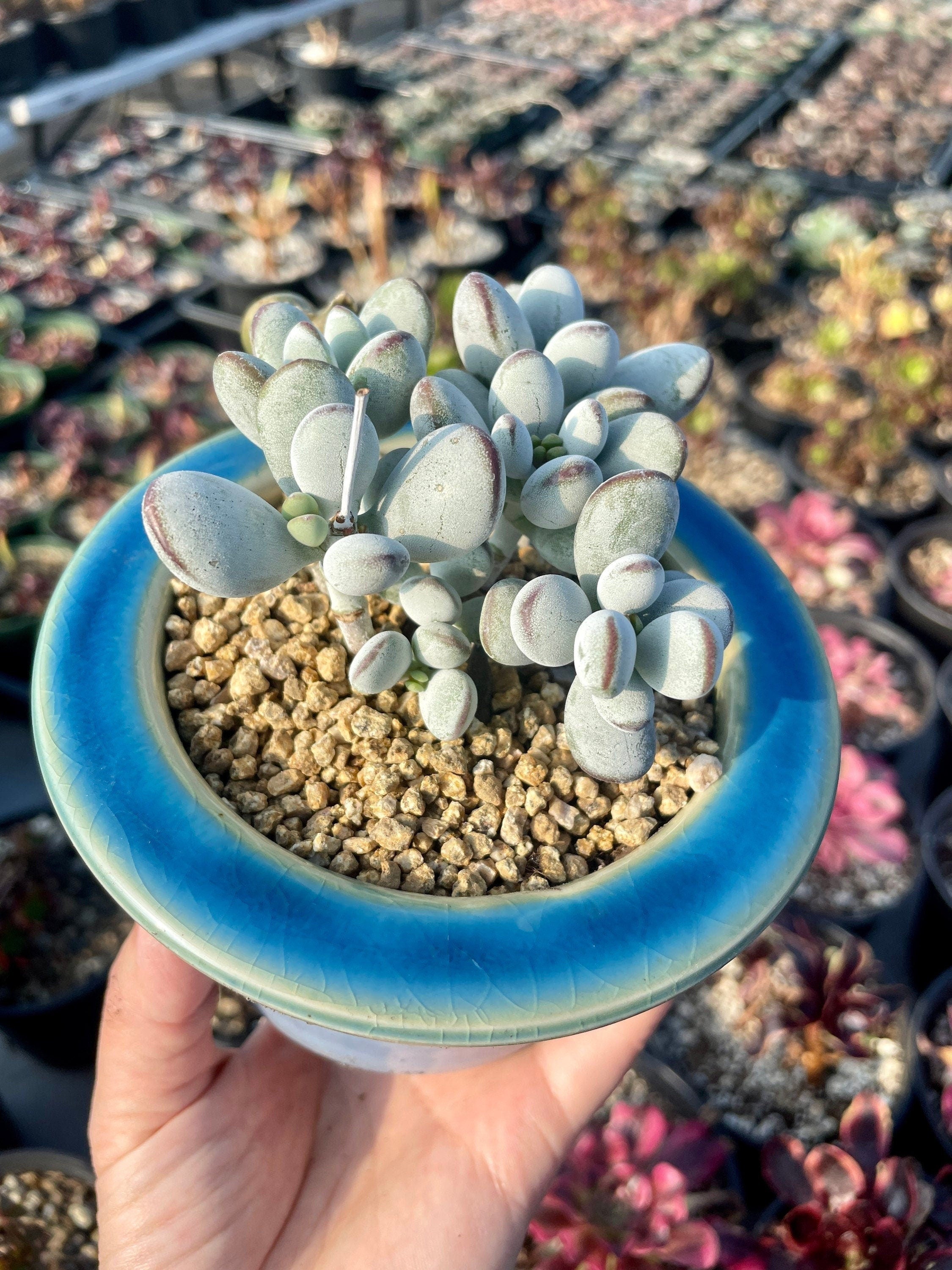 cotyledon succulent for sale Rare Succulents