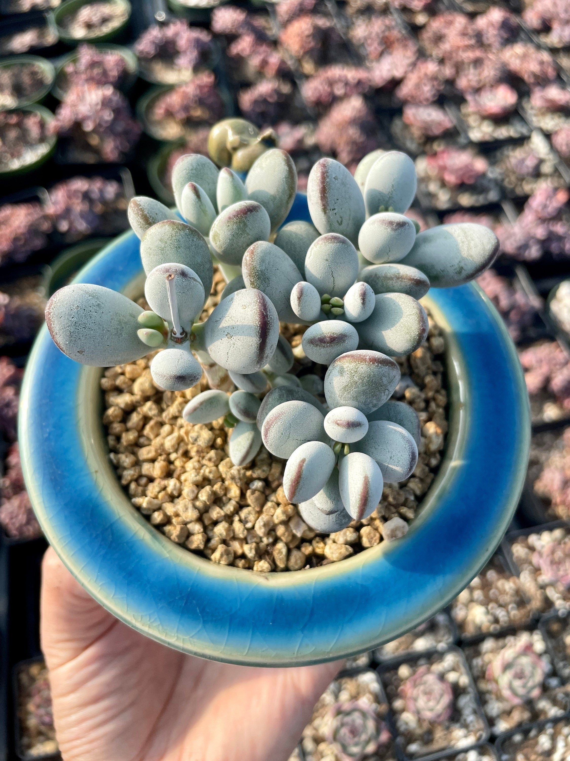 Cotyledon Orbiculata cv. 1 Plant